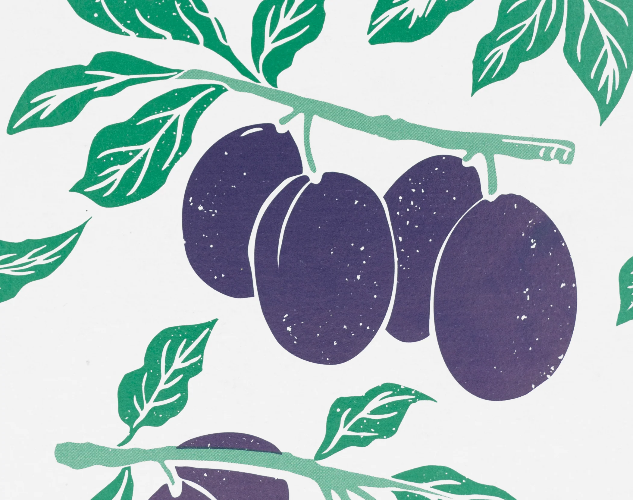 Italian Plums Decomposition Book - Image 2